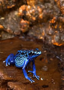 Blue frog on a brown surface.