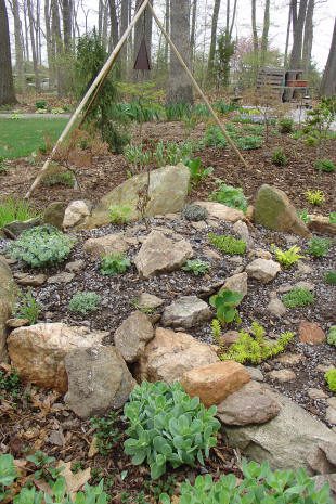 Rock garden with various green plants.