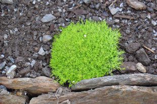 Green moss growing on rocky soil.