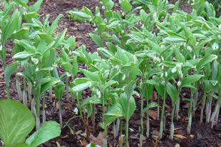 Young green plants growing in garden soil.
