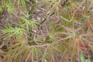 Green and red Japanese maple leaves.
