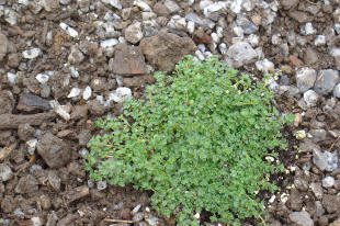 Green plant growing on rocky soil.