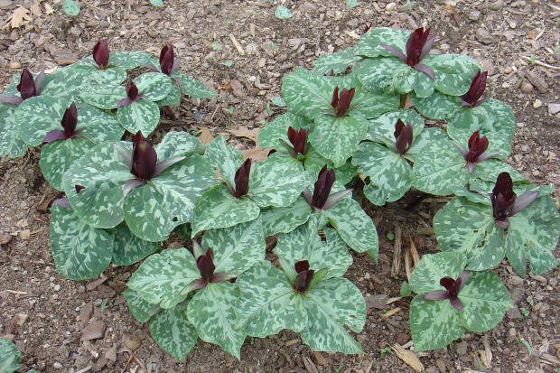 Green leaves with maroon flower buds emerging.
