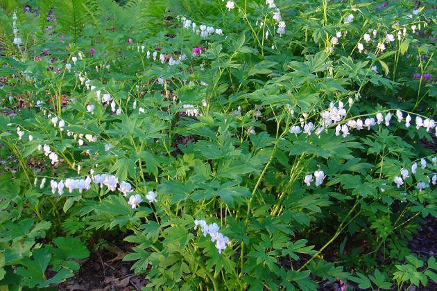 White bleeding heart flowers in a garden.