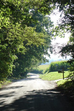 A narrow paved country road curves through dense green trees, with a mailbox on the right and sunlight filtering through the foliage.