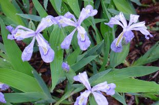 Purple irises with green leaves.