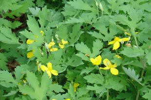 Green leaves with small yellow flowers.