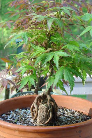 A small bonsai tree with exposed roots growing in a round terracotta pot, surrounded by soil and gravel, with green and reddish leaves.