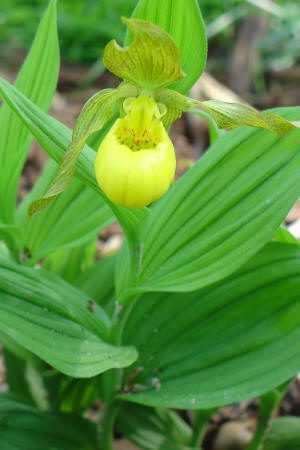 A yellow lady's slipper orchid with mottled green leaves grows outdoors, its pouch-shaped yellow flower is prominent among the foliage.