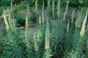 Tall, slender stalks with clusters of pale, tubular flowers grow upright among green foliage in a garden setting.