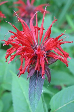 A close-up of a red bee balm flower with narrow, spiky petals and green leaves in the background.
