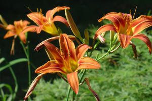 Several orange daylilies with yellow centers are blooming outdoors against a background of green foliage.