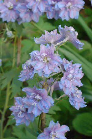 Cluster of light purple delphinium flowers with green leaves and stems in the background.