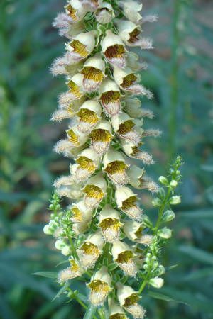 Tall spike covered with small, tubular, pale yellow flowers with brownish interiors, set against a background of green foliage.