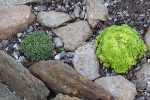 Two small, round green plants grow among rocks and gravel in a garden bed.