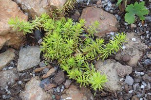 A small green succulent plant with thin, needle-like leaves grows among rocks and soil.
