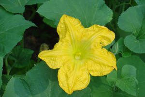 A bright yellow squash blossom with five petals is surrounded by large green leaves.